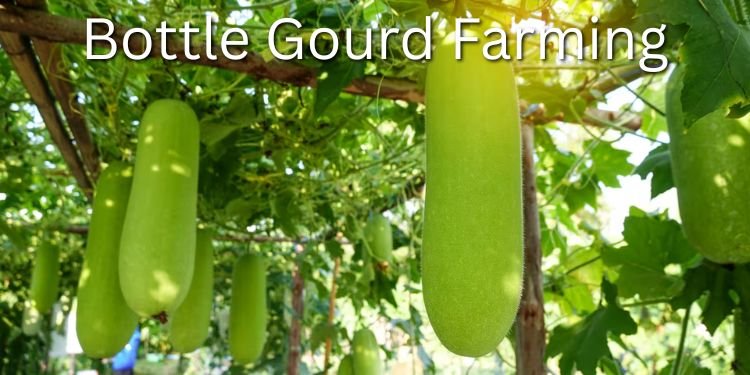 Bottle Gourd Farming