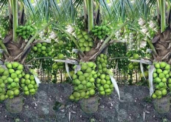 Coconut Cultivation Scheme