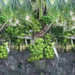 Coconut Cultivation Scheme