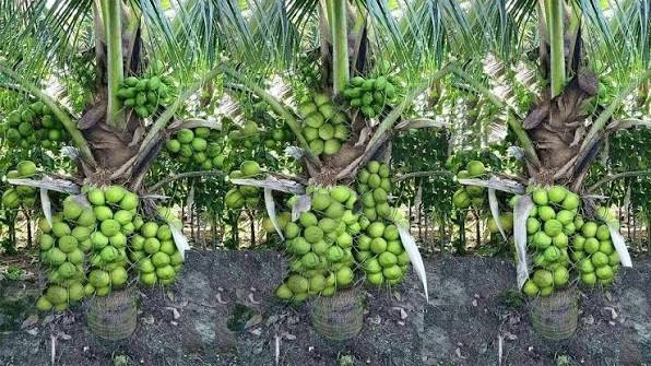 Coconut Cultivation Scheme