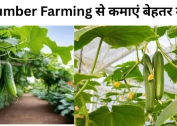 Cucumber Farming