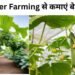 Cucumber Farming