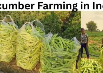 Cucumber Farming in India
