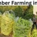 Cucumber Farming in India