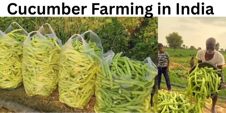 Cucumber Farming in India