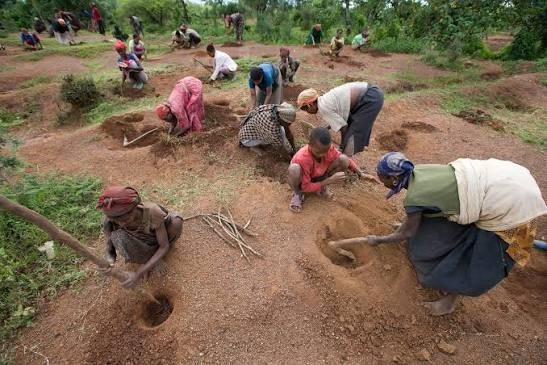 Desertification Control Programme