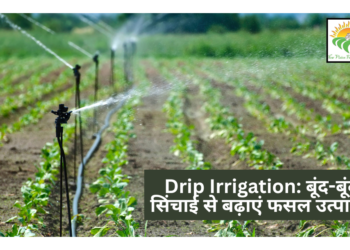 Drip Irrigation