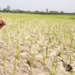 Drought Prone Areas Programme