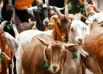 Goat Rearing Development Scheme