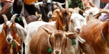 Goat Rearing Development Scheme