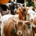 Goat Rearing Development Scheme
