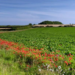 Integrated Pest Management