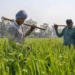 Kisan Samman Nidhi State Top-up Schemes