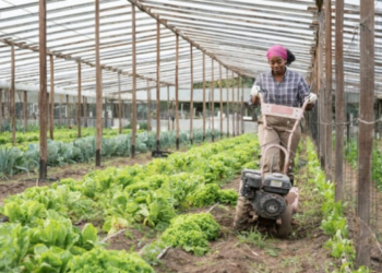 Krishi Upkaran Subsidy Yojana: कम लागत में आधुनिक खेती का सपना होगा पूरा, जानिए कैसे किसान उठा सकते हैं सरकारी अनुदान का लाभ