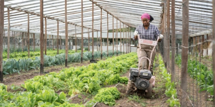 Krishi Upkaran Subsidy Yojana: कम लागत में आधुनिक खेती का सपना होगा पूरा, जानिए कैसे किसान उठा सकते हैं सरकारी अनुदान का लाभ
