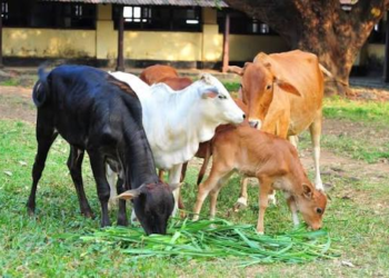 Livestock Health Card Scheme