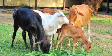 Livestock Health Card Scheme