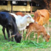 Livestock Health Card Scheme