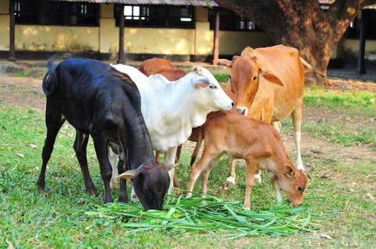 Livestock Health Card Scheme