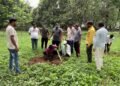 Mass plantation