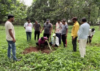 Mass plantation
