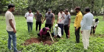 Mass plantation
