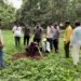 Mass plantation