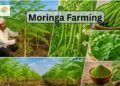 Moringa farming