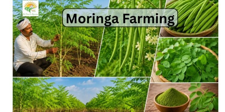 Moringa farming