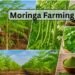 Moringa farming