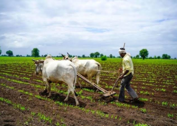 Mukhyamantri Krishi Ashirwad Yojana