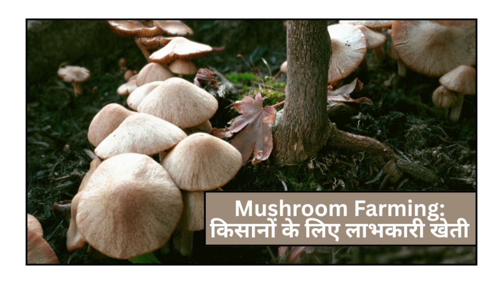 Mushroom Farming