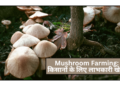 Mushroom Farming