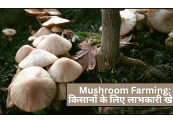 Mushroom Farming