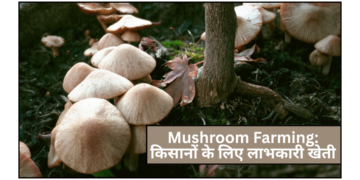 Mushroom Farming