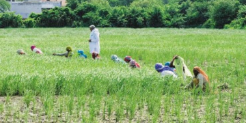 NCDC Yojana