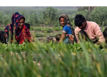National Crop Diversification Programme