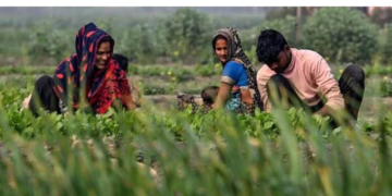 National Crop Diversification Programme