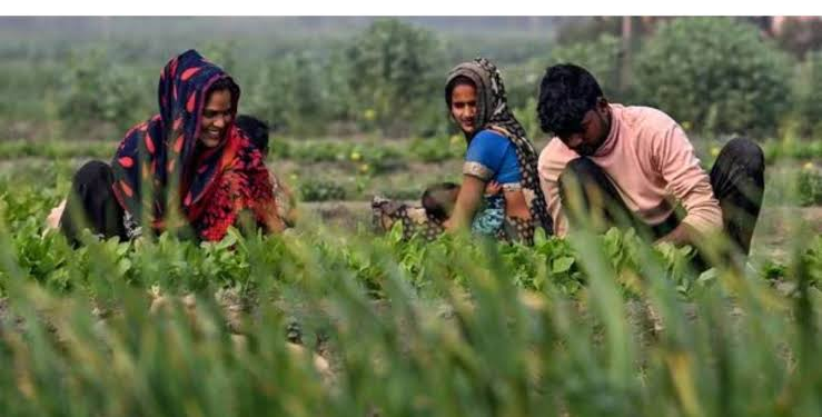 National Crop Diversification Programme