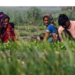 National Crop Diversification Programme
