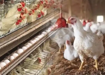 National Poultry Development Scheme