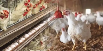 National Poultry Development Scheme