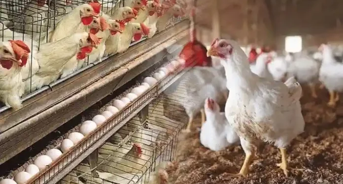 National Poultry Development Scheme