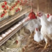 National Poultry Development Scheme