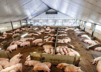 Pig Farming Scheme