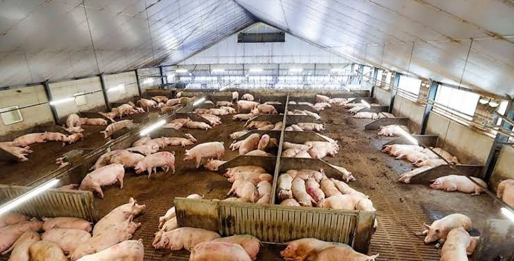 Pig Farming Scheme