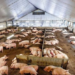 Pig Farming Scheme
