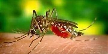 आर्बोवायरल रोग: मच्छरों और अन्य कीटों से फैलने वाली बीमारियां, समय रहते बचाव ही सबसे बड़ा उपाय