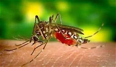 आर्बोवायरल रोग: मच्छरों और अन्य कीटों से फैलने वाली बीमारियां, समय रहते बचाव ही सबसे बड़ा उपाय
