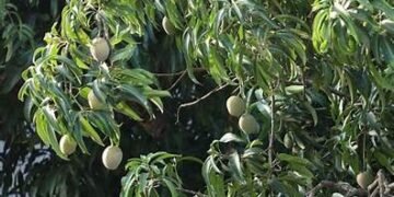 0.50 हेक्टेयर भूमि में केसर, मल्लिका, राजापुरी, लंगड़ा और अल्फांसो